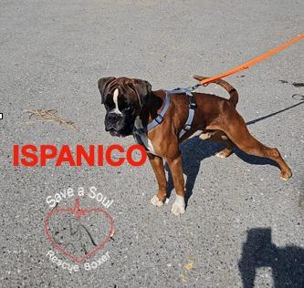 Ispanico Boxer Puro Di 2 Anni E Mezzo